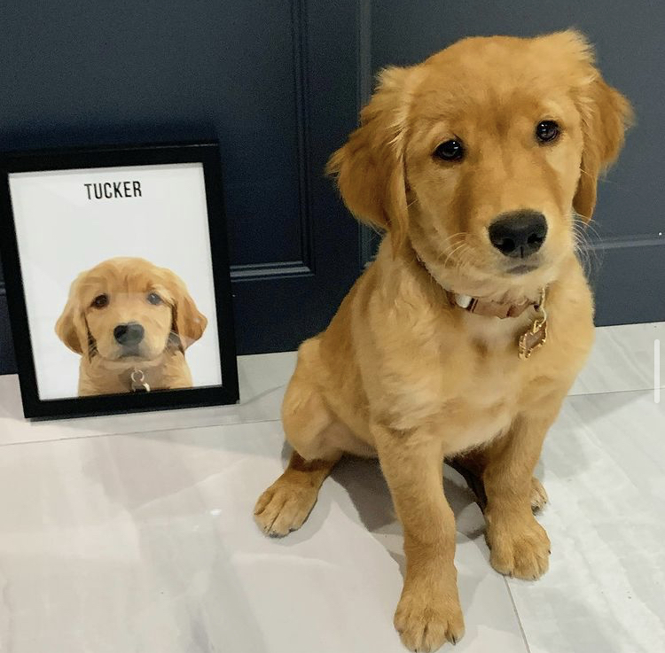 puppy beside a digital print of themselves