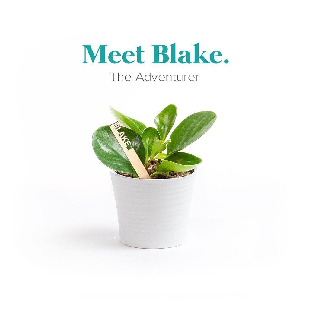 Blake The Adventurer Plantsie