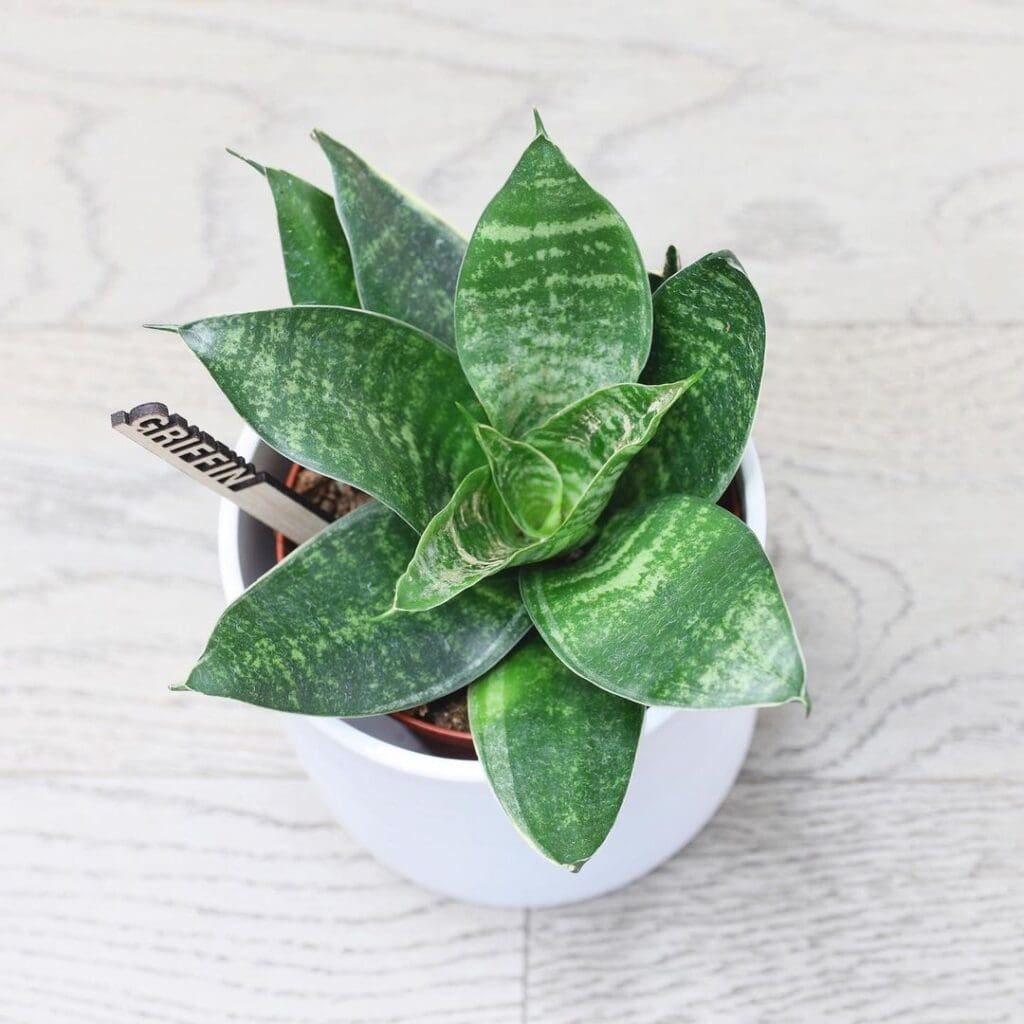 Griffin the Plantsie Snake Plant is happy, healthy and can be delivered right to your door anywhere in Alberta!