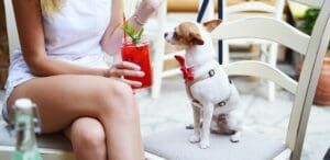 A photo of a dog on a chair on a patio with a girl drinking a red cocktail. Dog Friendly Patios in Vancouver and the surrounding areas.