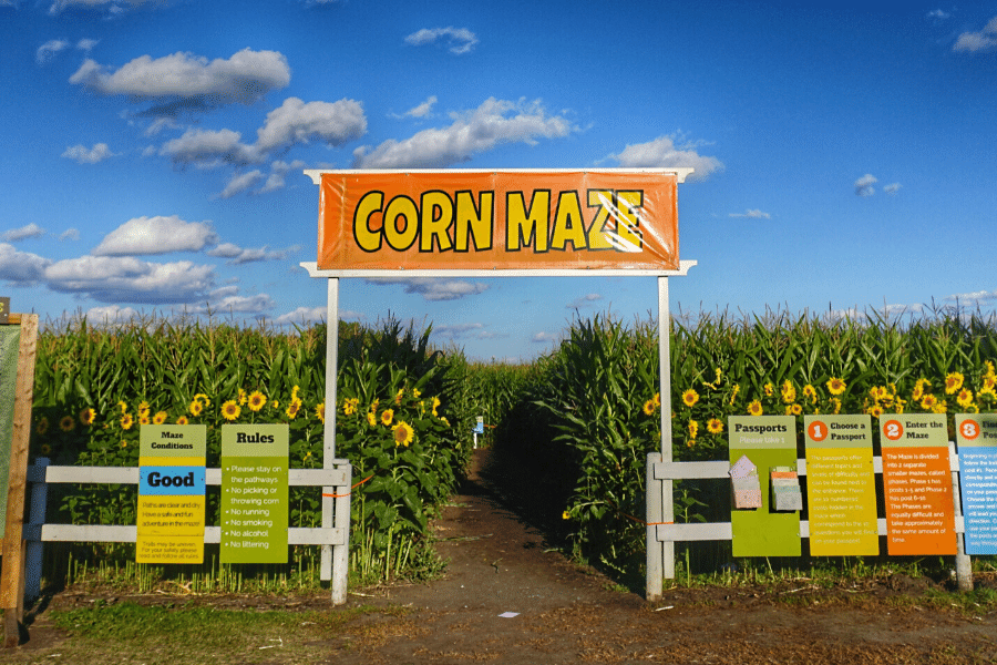 edmonton corn maze