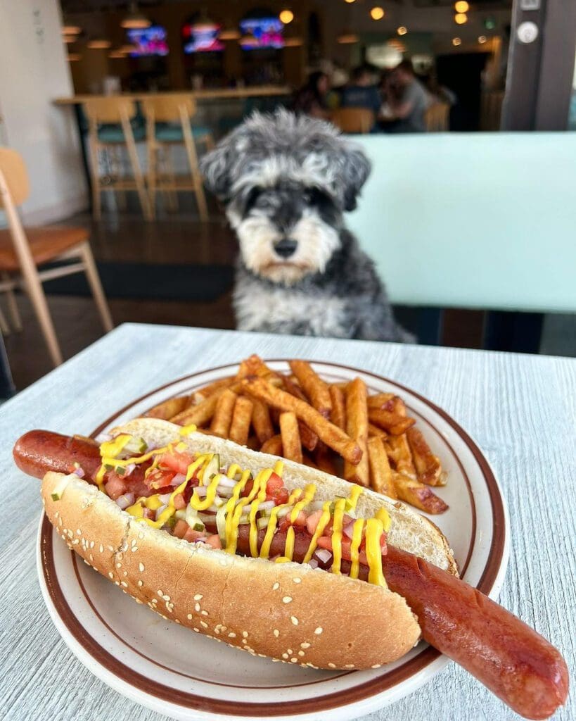 A photo of a cute dog admiring The Eddy Foot Long with fries on The King Eddy's patio.