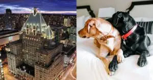 fairmont bone and biscuit