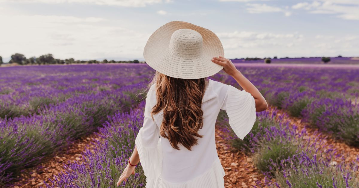 lavender farms ontario