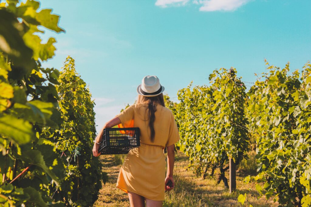 woman in a yellow dress and white hat carrying a basket while walking through a vineyard