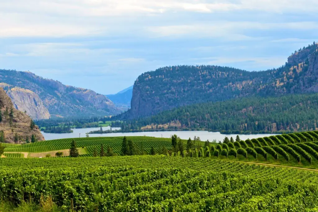 a green vineyard overlooking the calm okangan lake with tall mountains in the background