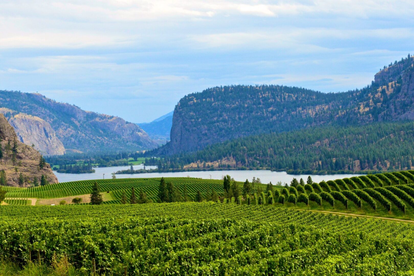a green vineyard overlooking the calm okangan lake with tall mountains in the background