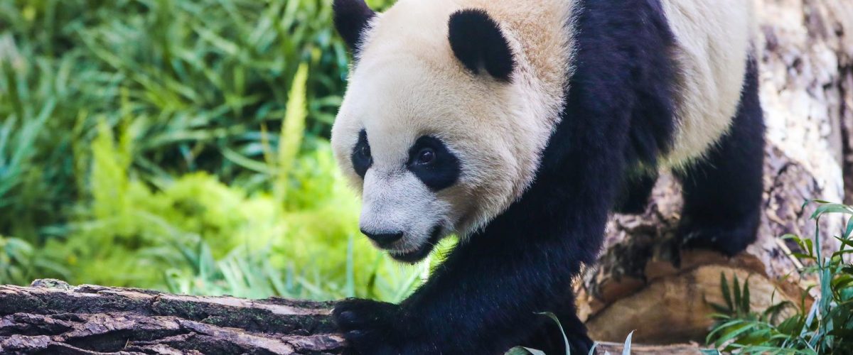 36137066_10160731203960193_8636399373569228800_o