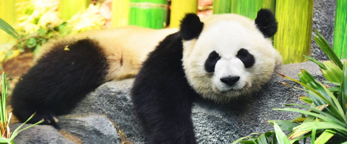 38404810_10160901773715193_5866893646657224704_o