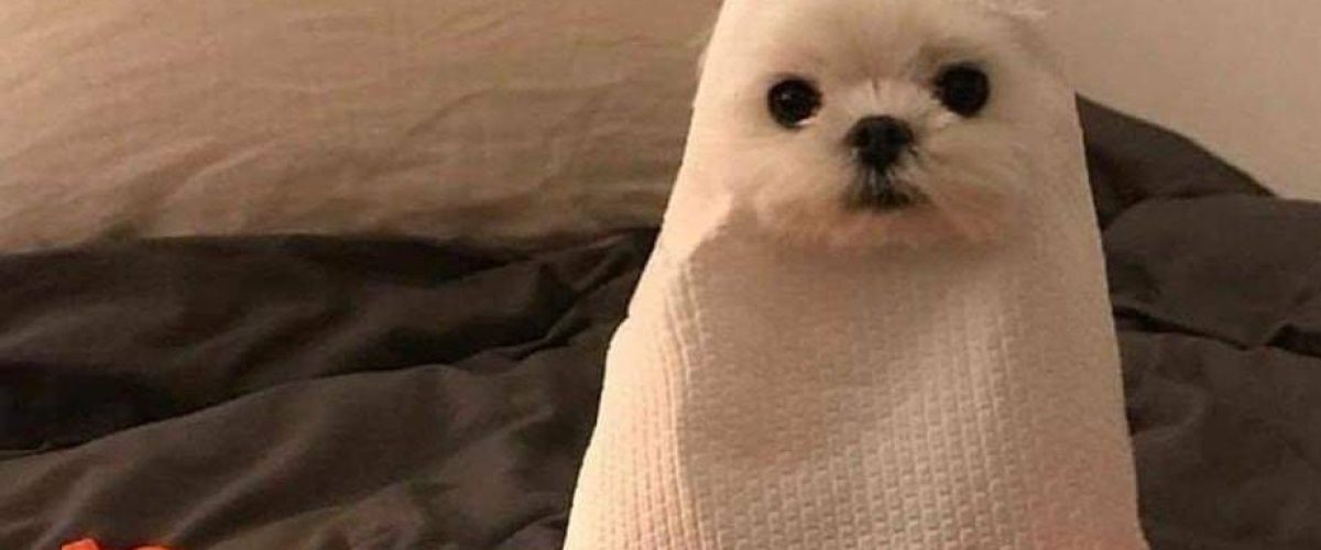 44723306_10158287055271840_9079774233424297984_n