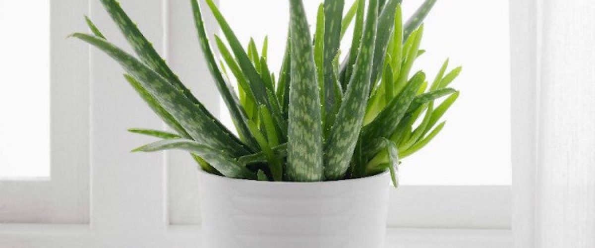 Aloe-vera