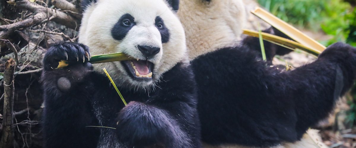 Pandas at the Calgary Zoo. Photo Credit: Sergei Belski