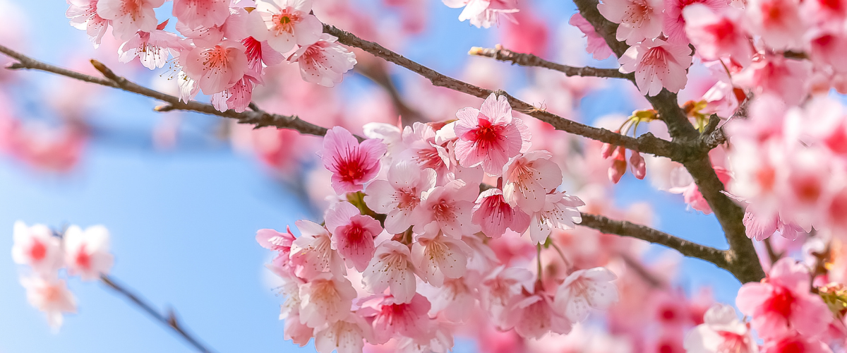 Cherry Blossoms Dartmouth