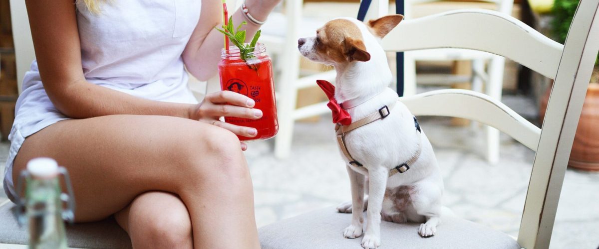 A photo of a dog on a chair on a patio with a girl drinking a red cocktail. Dog Friendly Patios in Vancouver and the surrounding areas.