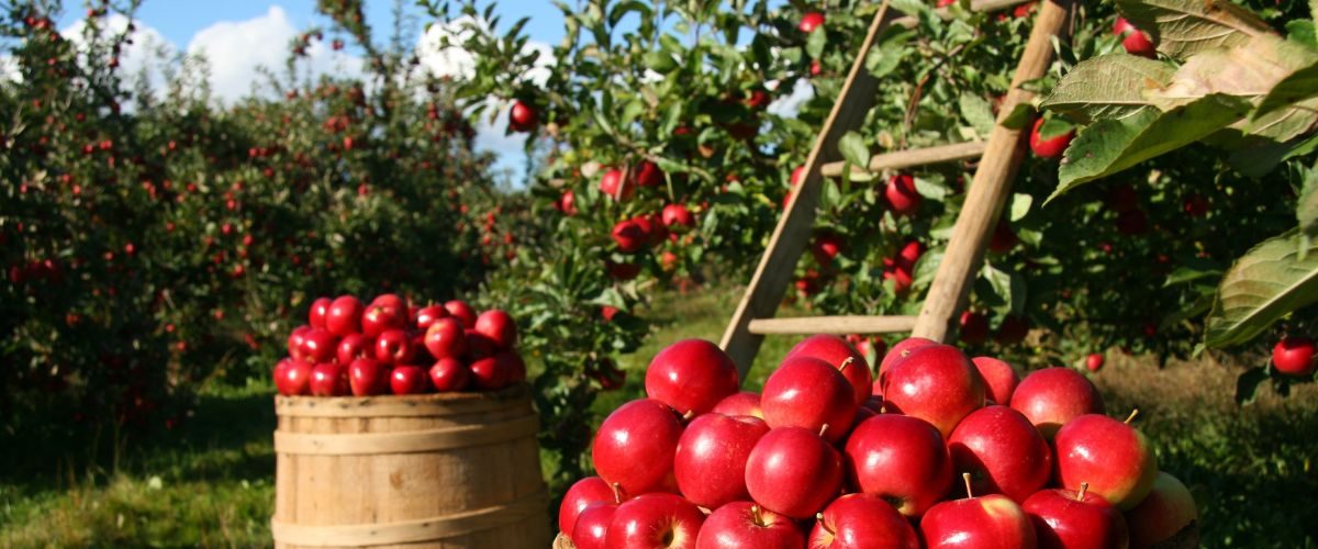 applepicking