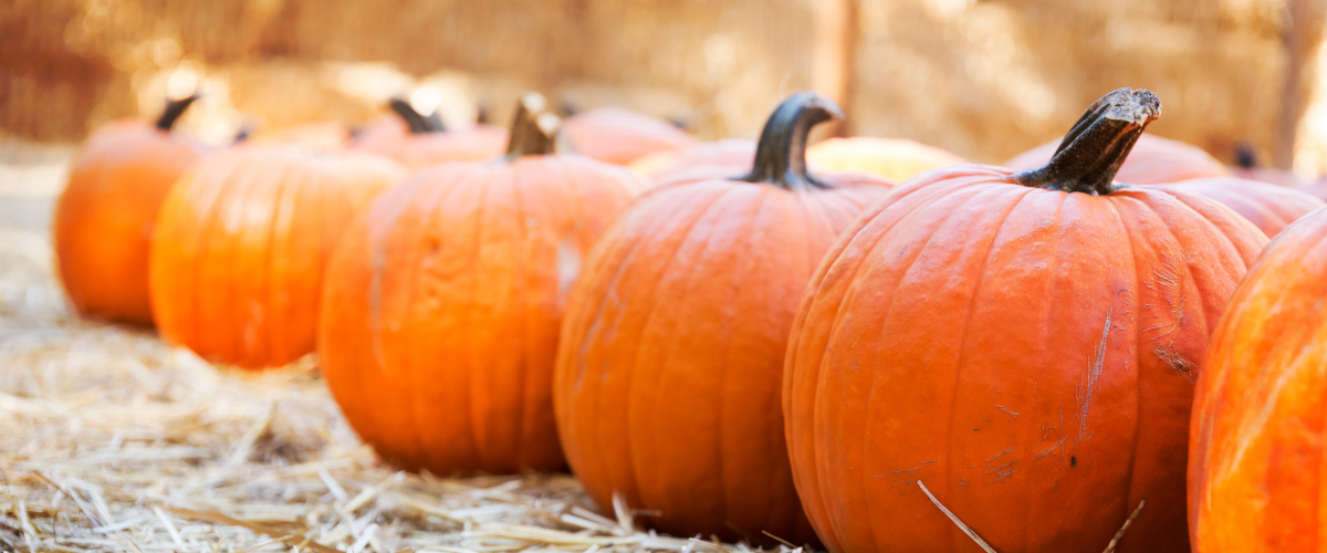 Fall Farm Date Ideas in Nova Scotia - Featured Image (1)