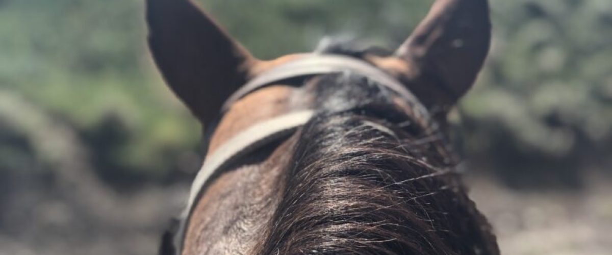 Willow creek adventures