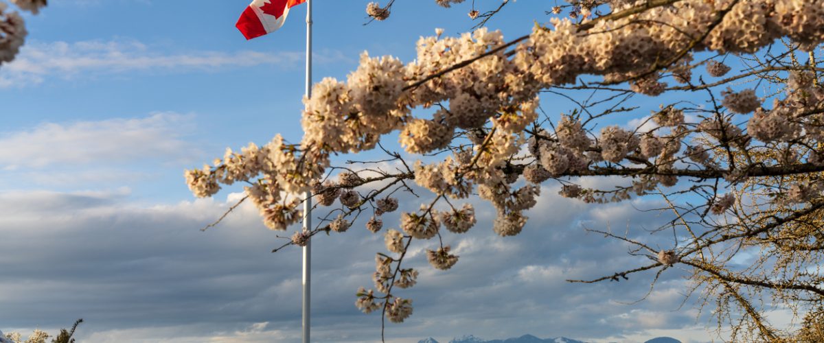 National Flag of Canada and cherry blossoms in full bloom. Concept of canadian urban city life in spring time. Queen Elizabeth Park, Vancouver, BC, Canada.