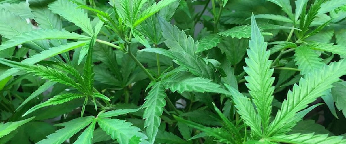 Marijuana_Plant_03-e1506343229535