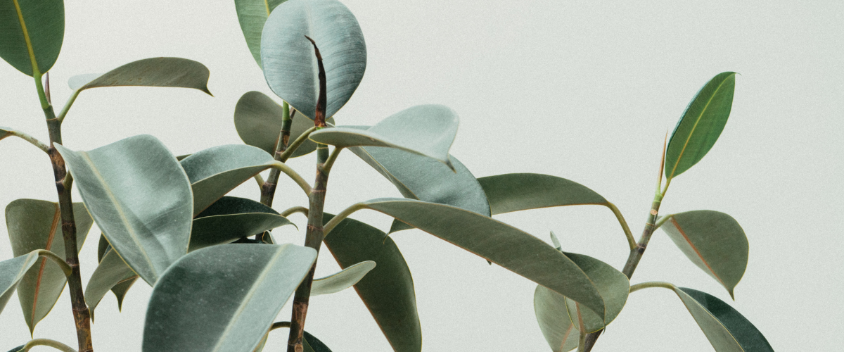 Plants