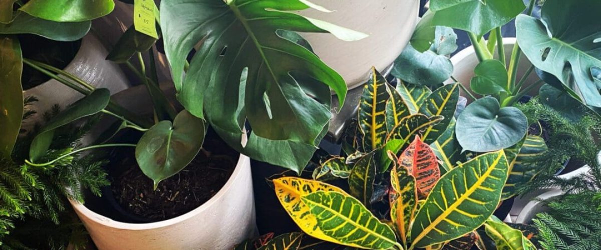 Plants