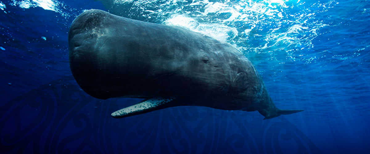 Spermwhale_TL