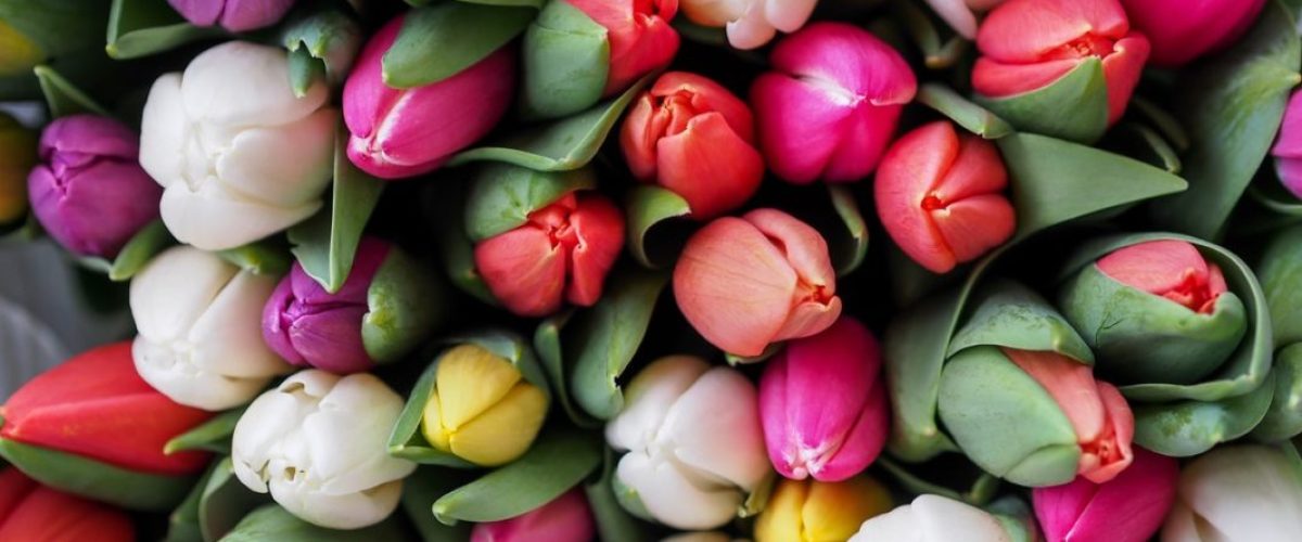 Tulips-1067x800