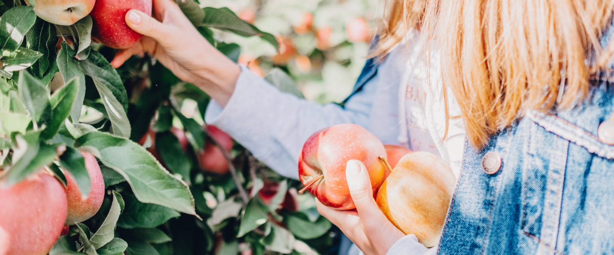 apple picking dates nova scotia
