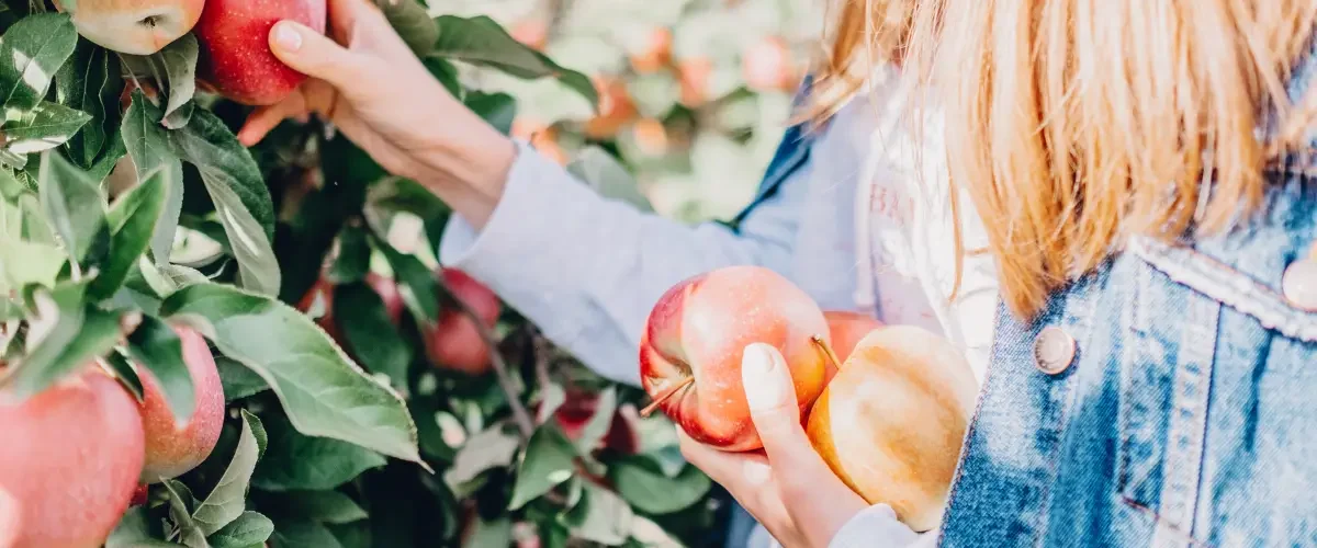 apple picking dates nova scotia
