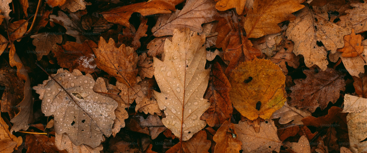 Wordpress FEATURE IMAGES (2)