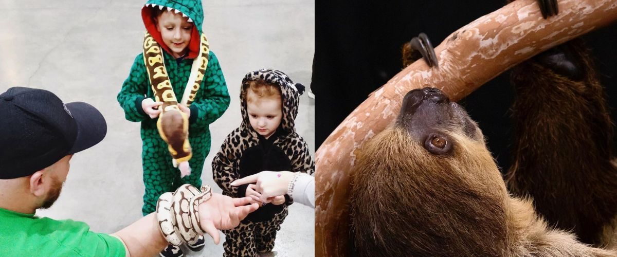 wildlifefestival