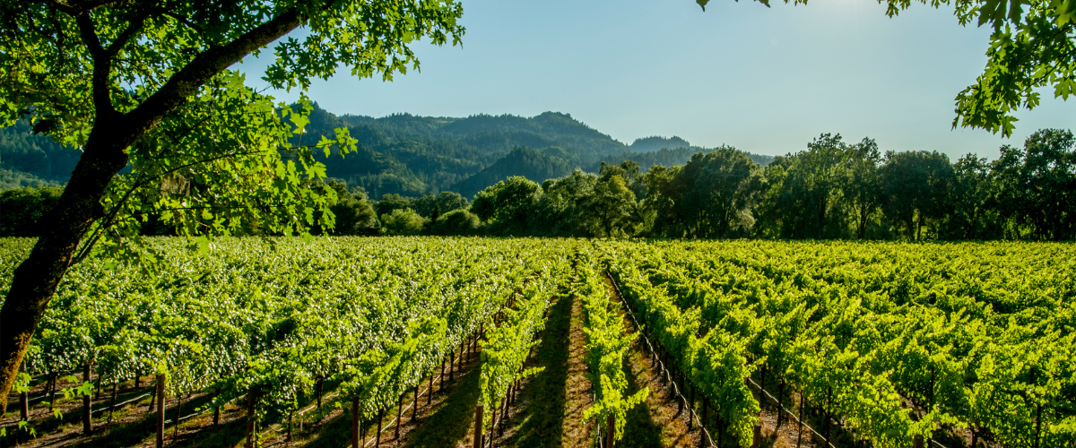 Wordpress FEATURE IMAGES