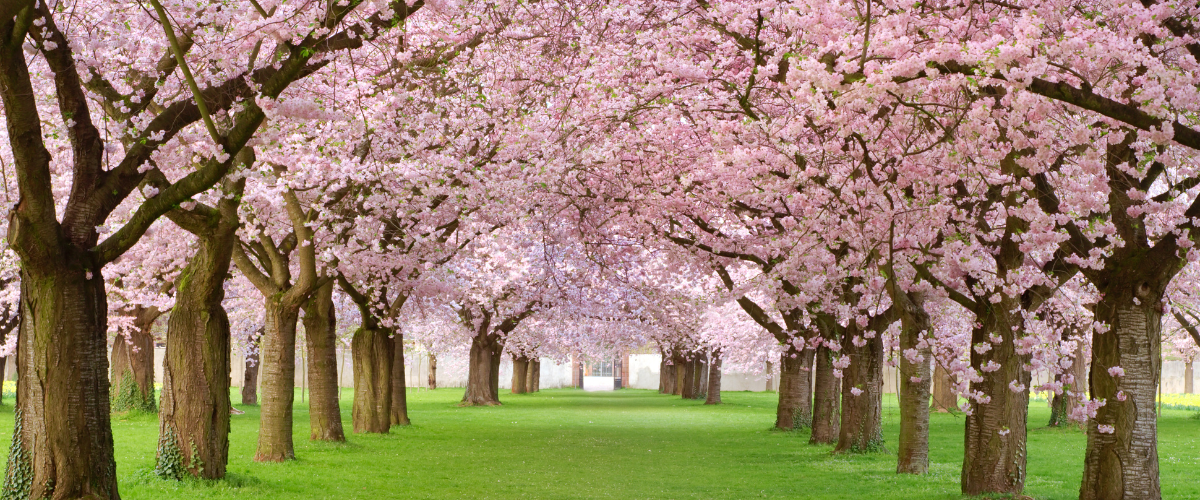 Wordpress FEATURE IMAGES (5)