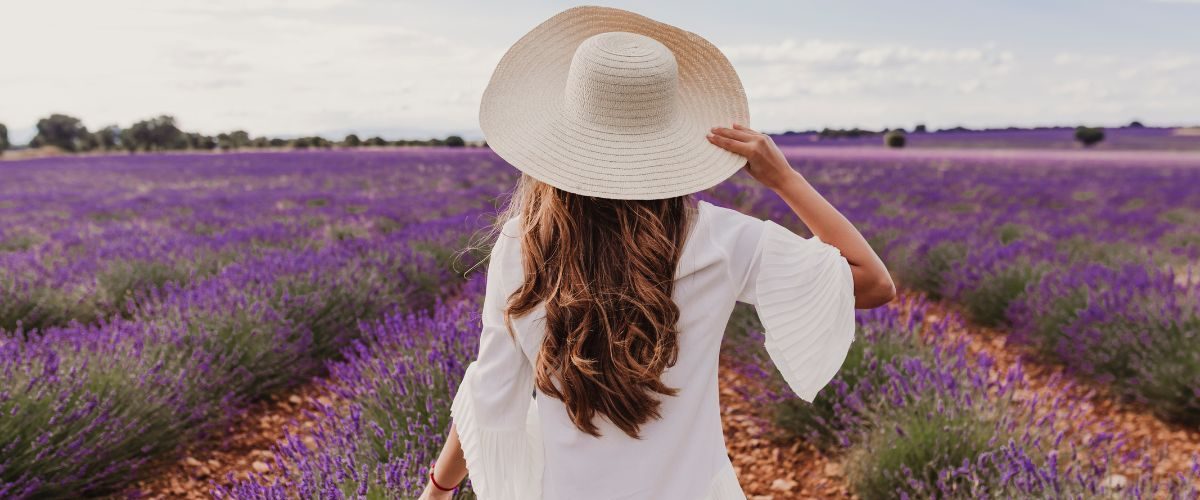 lavender farms ontario