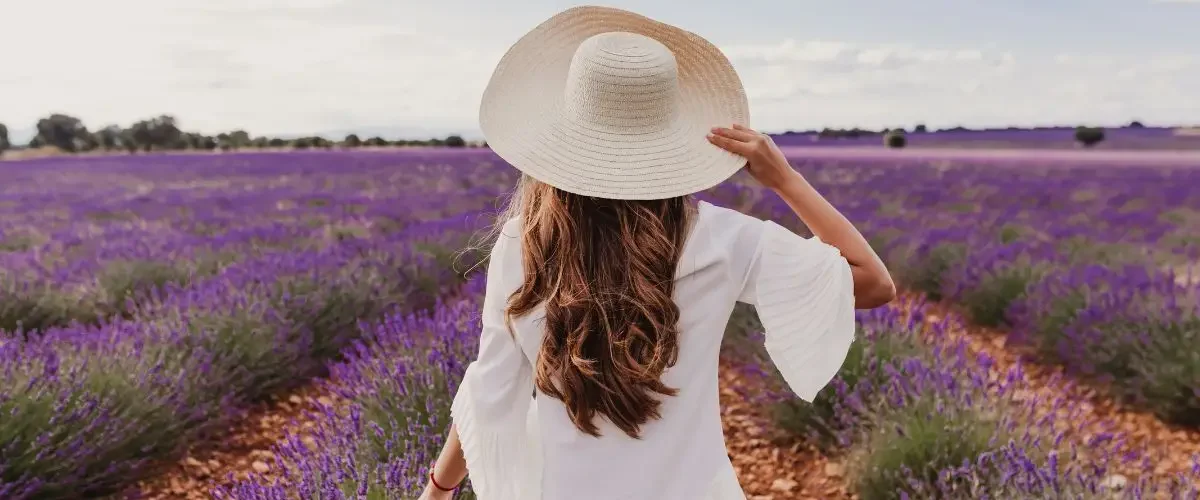 lavender farms ontario