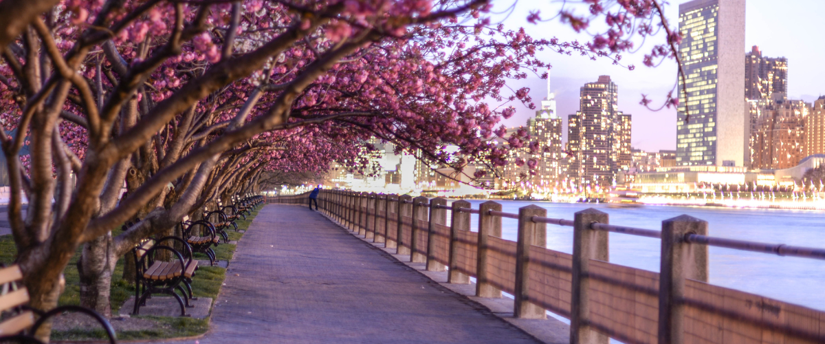 NYC Cherry Blossoms