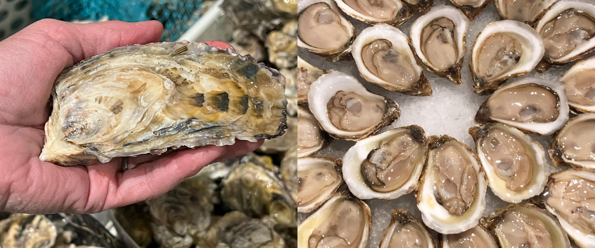 Wordpress FEATURE IMAGES