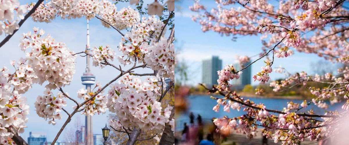 Wordpress FEATURE IMAGES