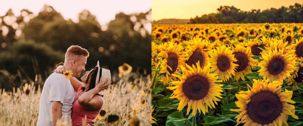 datenight - Sunflower Fields In and Around Ottawa
