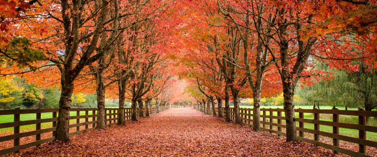 Wordpress FEATURE IMAGES