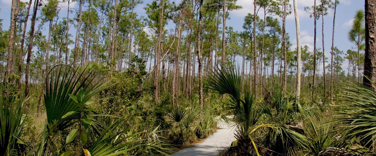 Wordpress FEATURE IMAGES