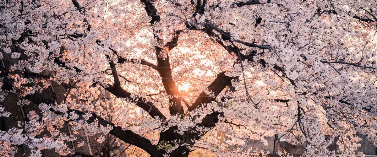 Wordpress-FEATURE-IMAGES