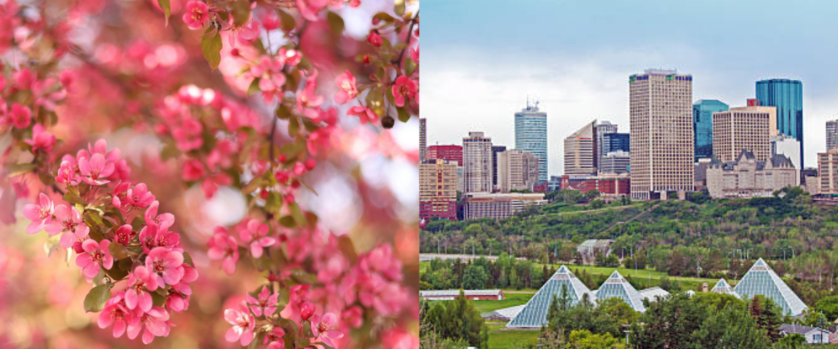 blossoms edmonton