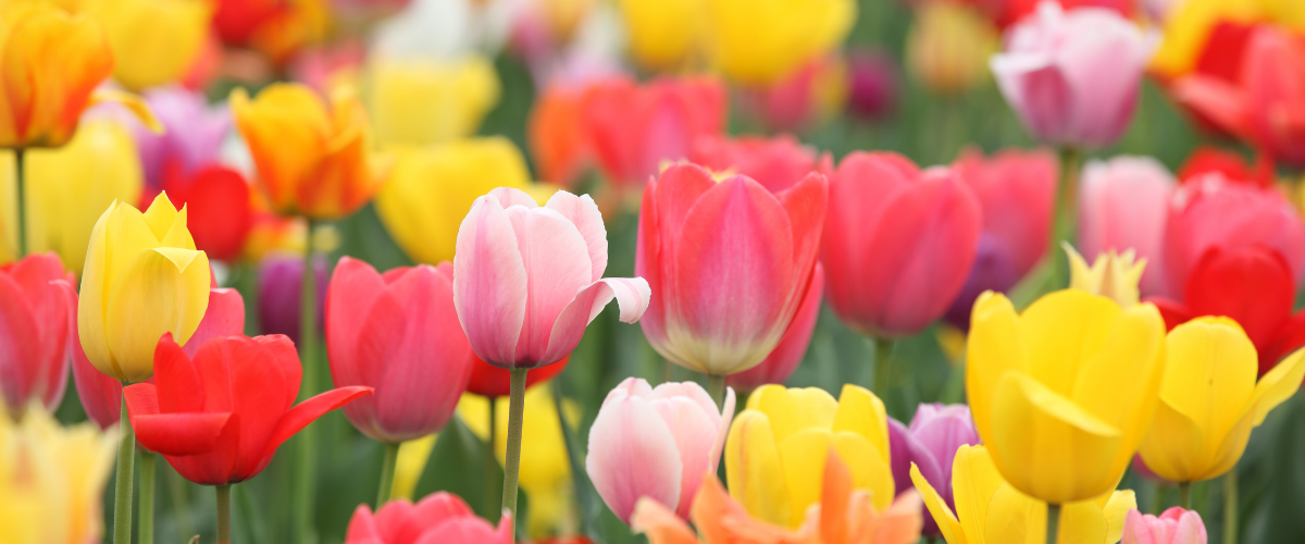 tulips