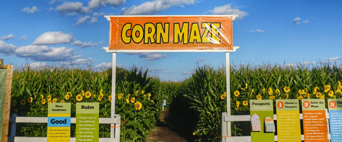 edmonton corn maze