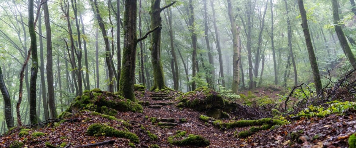 hendrik-morkel-mP7OJFMarfI-unsplash