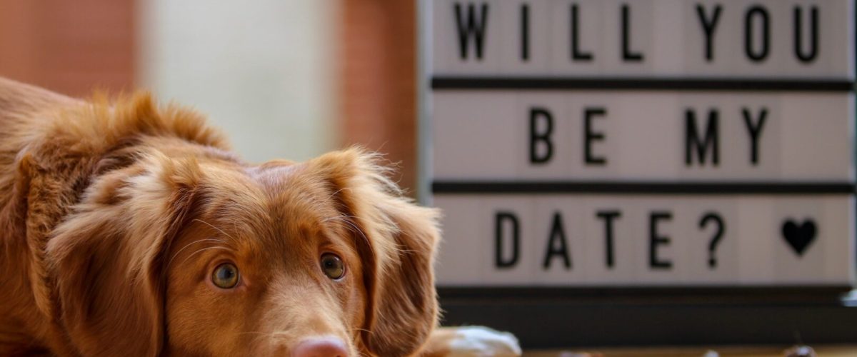 laula-co-567341-unsplash