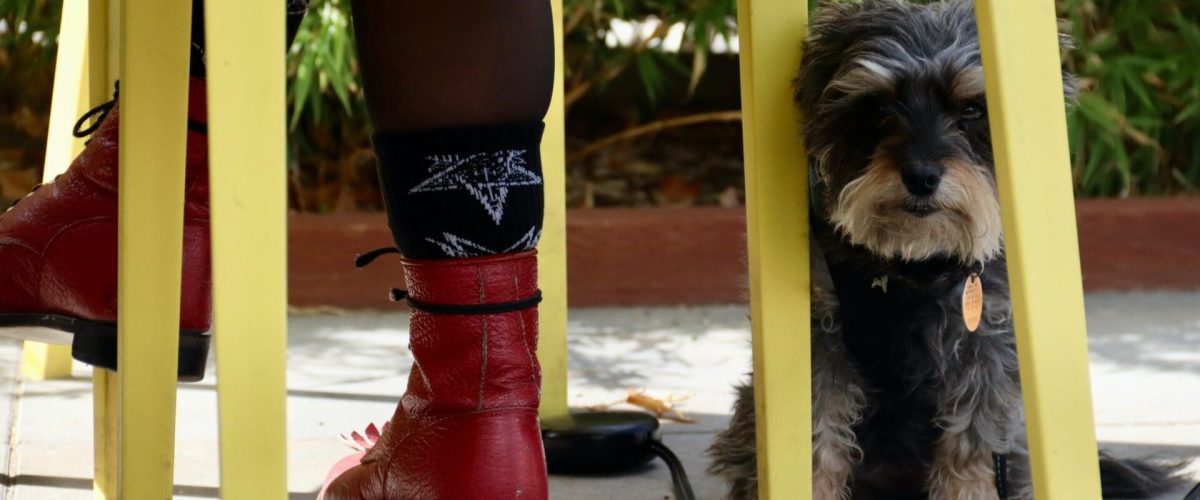 dog friendly patios