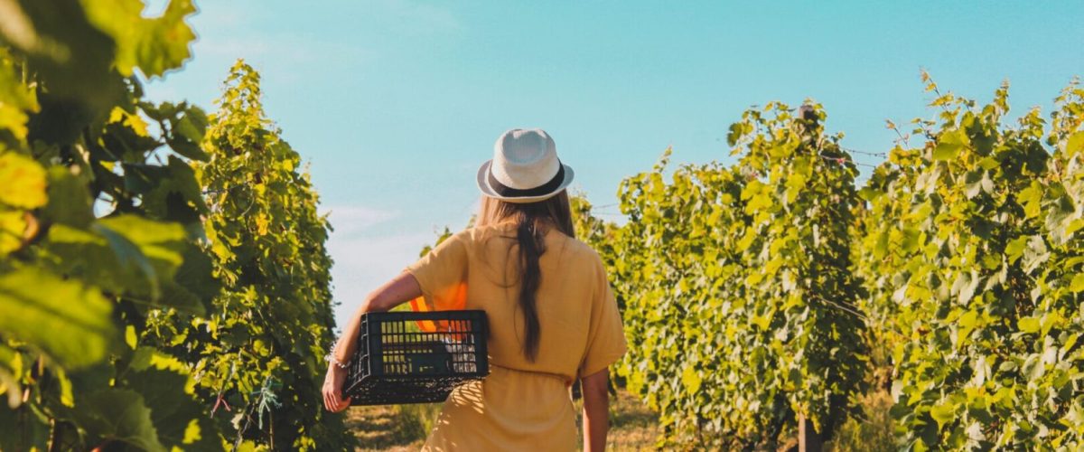 woman in a yellow dress and white hat carrying a basket while walking through a vineyard