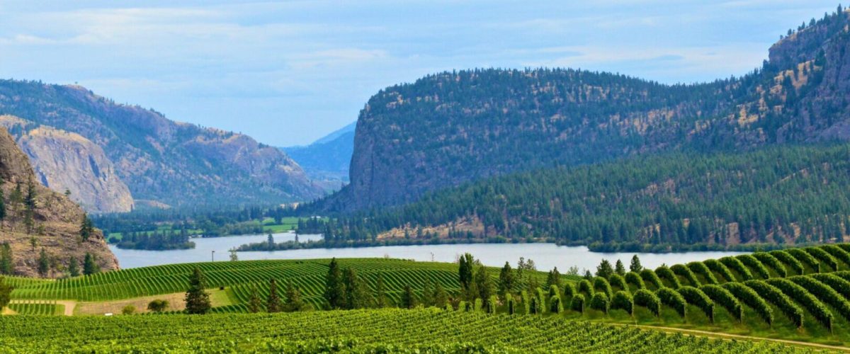 a green vineyard overlooking the calm okangan lake with tall mountains in the background